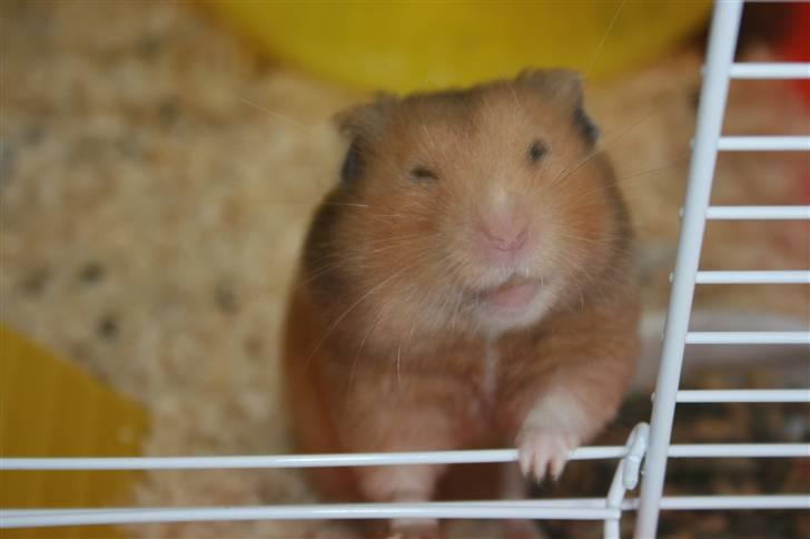 Hamster Hamtaro *RIP 8/11-2010* billede 2