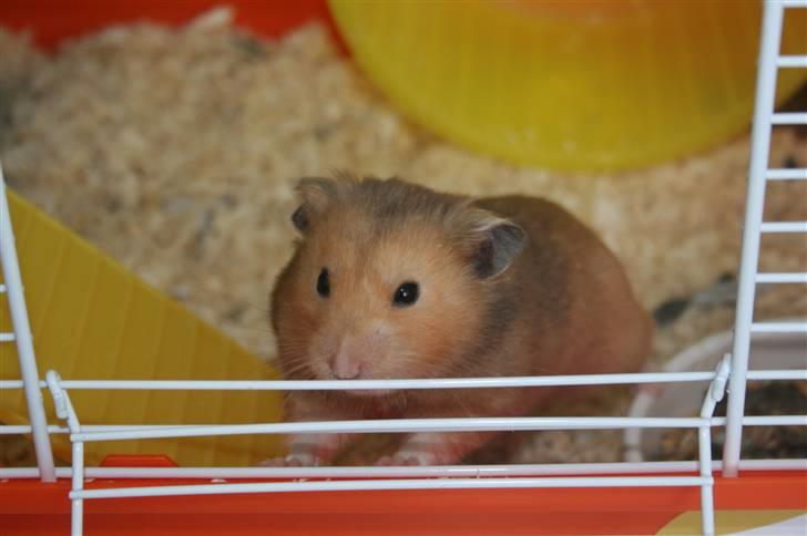 Hamster Hamtaro *RIP 8/11-2010* billede 3