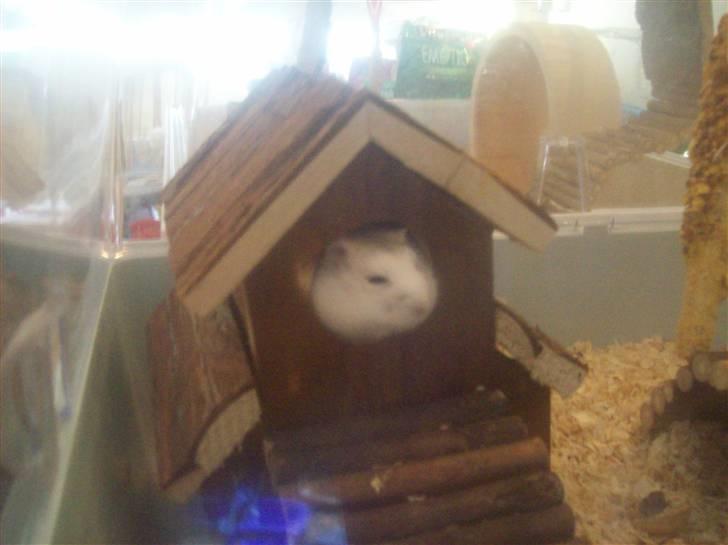 Dværghamster Pelle Prut - Go´morgen billede 2