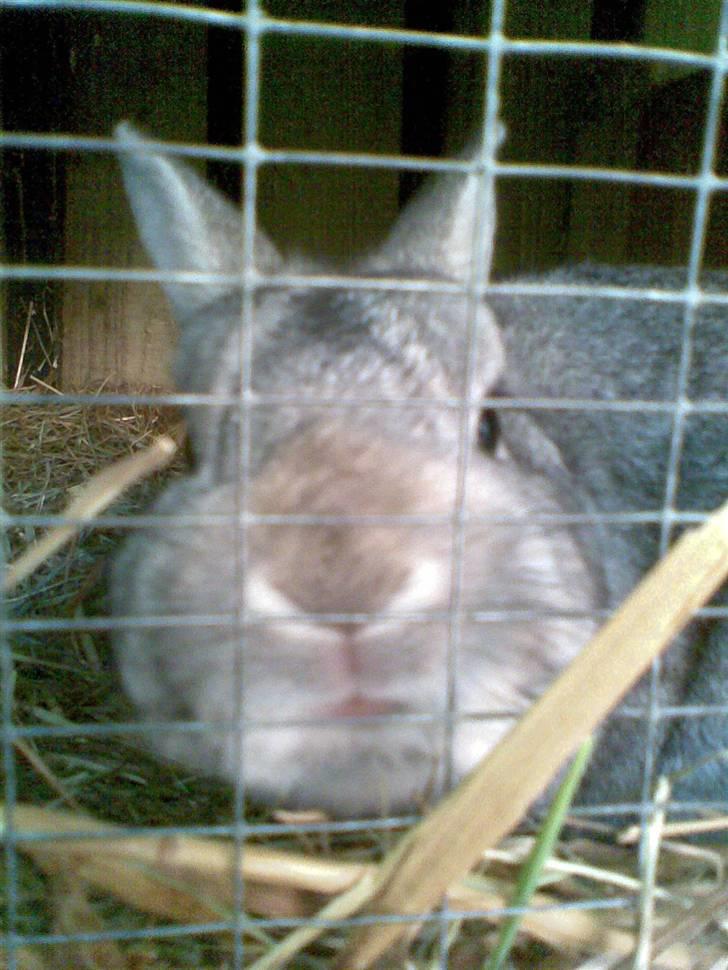 Kanin Ninus billede 11