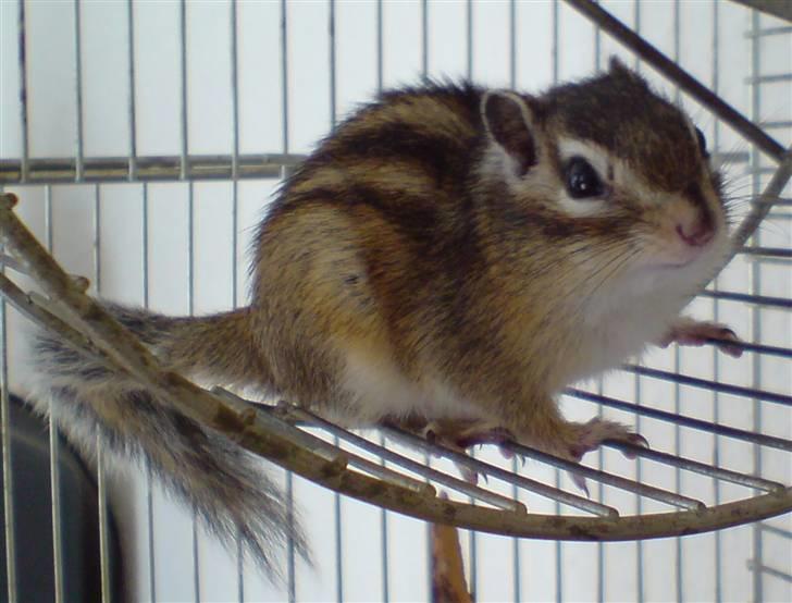 Jordegern Speedy *solgt* - Speedy da han stadig havde et løbehjul ;-) billede 1