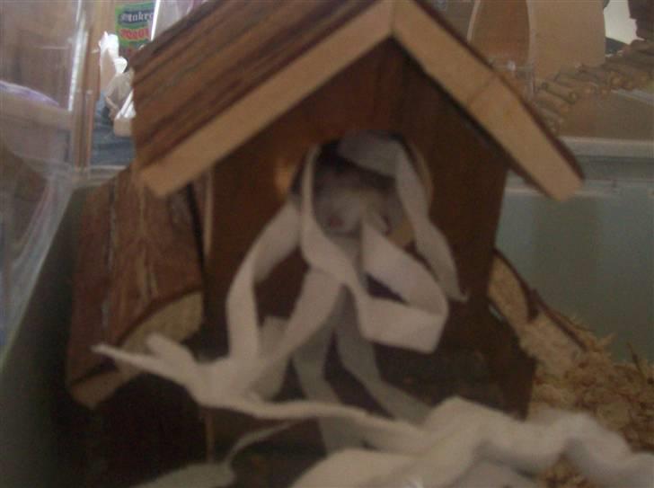 Dværghamster Pelle Prut - Hvis man kigger godt efter kan man se han ligger og sover inde i hans hus :) billede 3