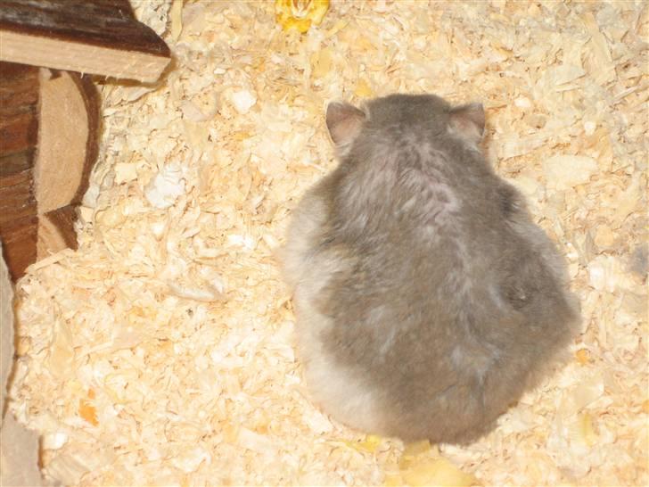 Dværghamster Stitch R.I.P billede 1