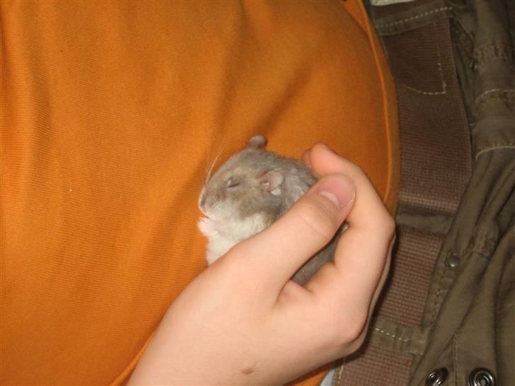 Dværghamster Stitch R.I.P billede 2