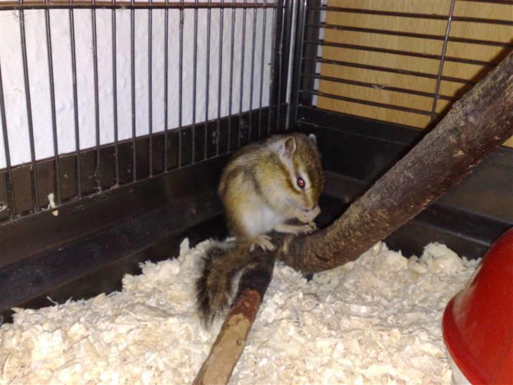 Jordegern Speedy *solgt* billede 3