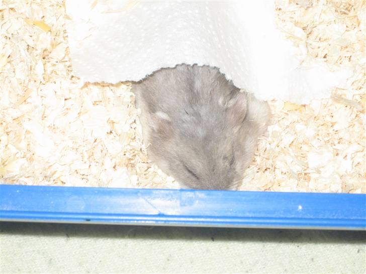 Dværghamster Stitch R.I.P billede 3