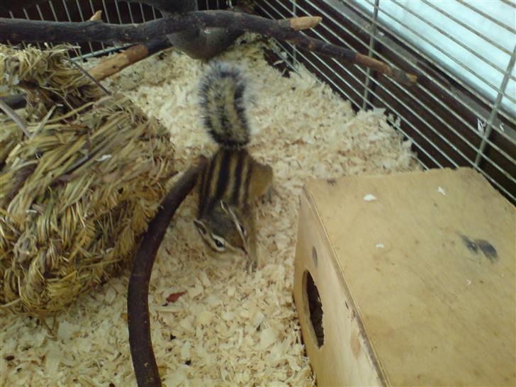 Jordegern Speedy *solgt* billede 4