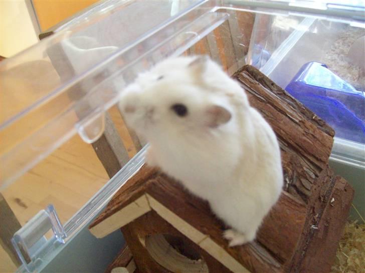 Dværghamster Pelle Prut billede 4