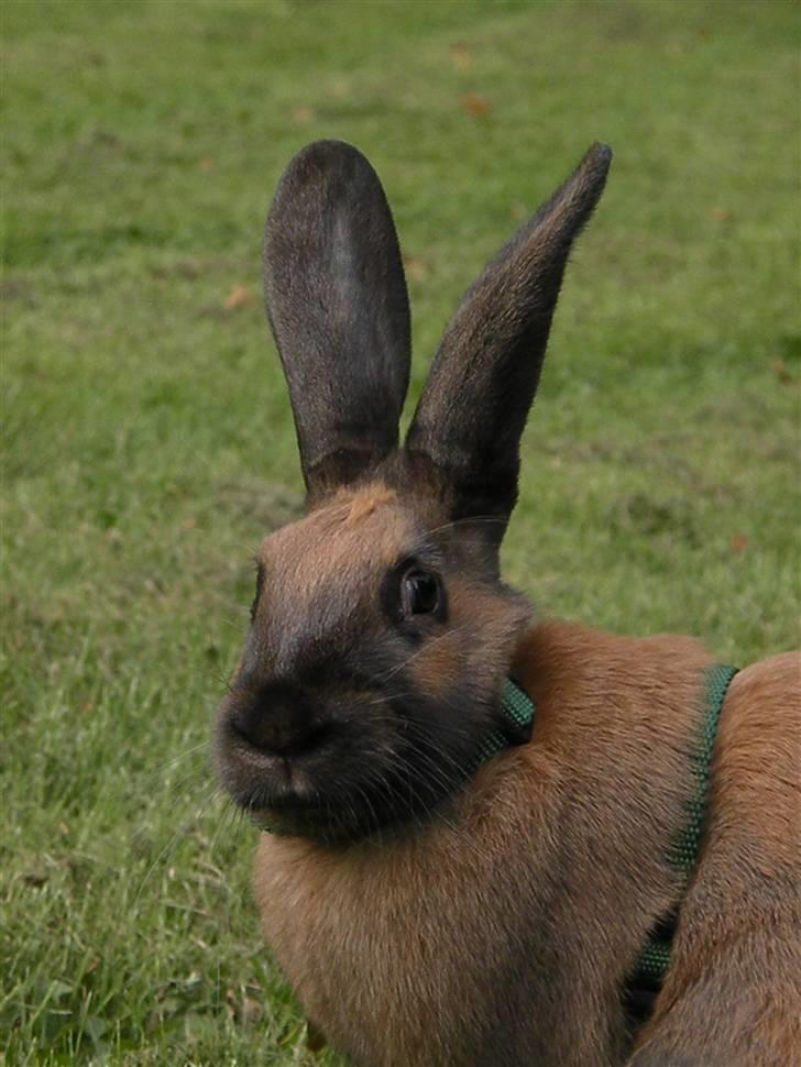 Kanin Gucci - Gucci som ca 3 mdr billede 1