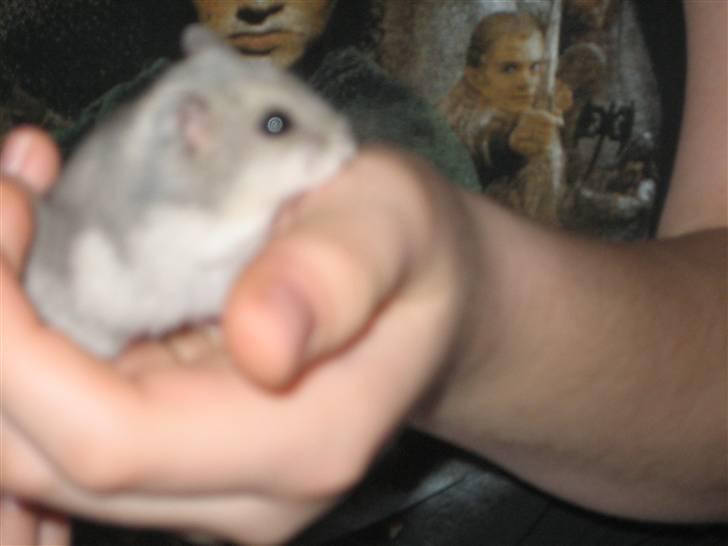 Dværghamster Stitch R.I.P billede 4