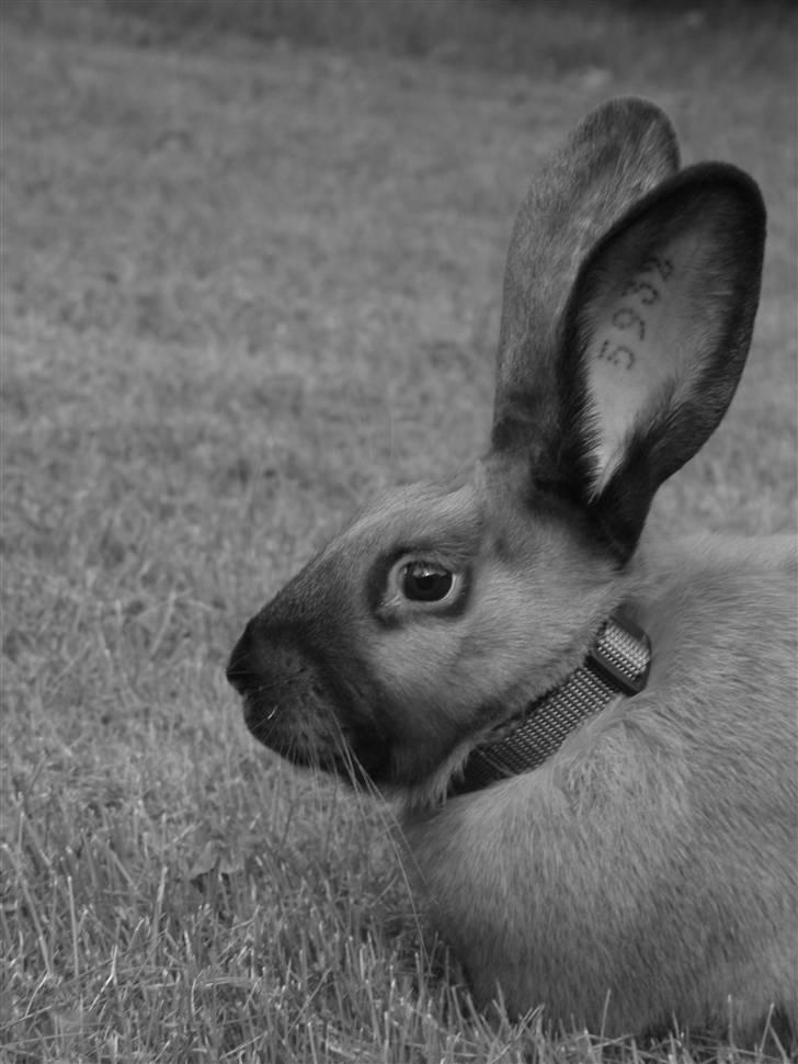 Kanin Gucci billede 2