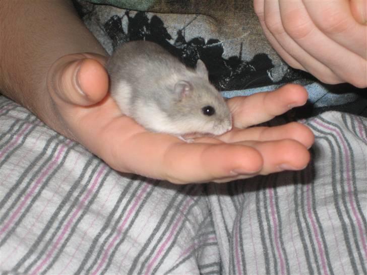 Dværghamster Stitch R.I.P billede 5