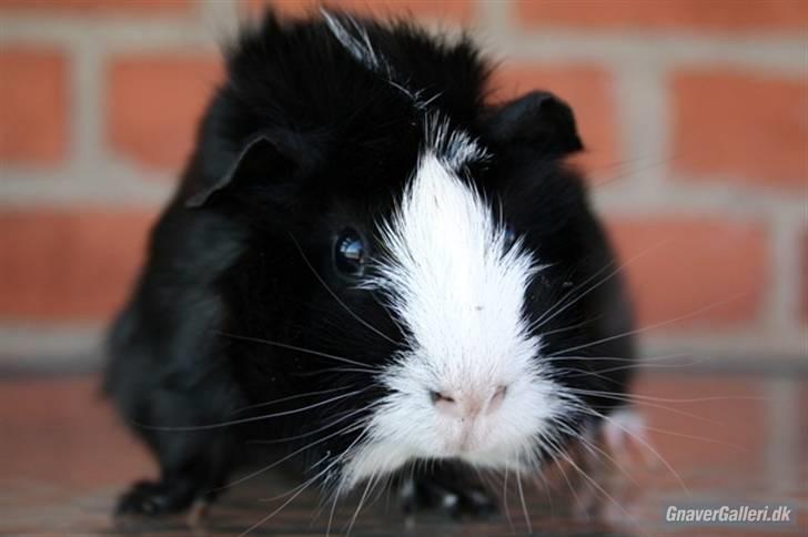 Marsvin Prinsesse Duddi billede 1