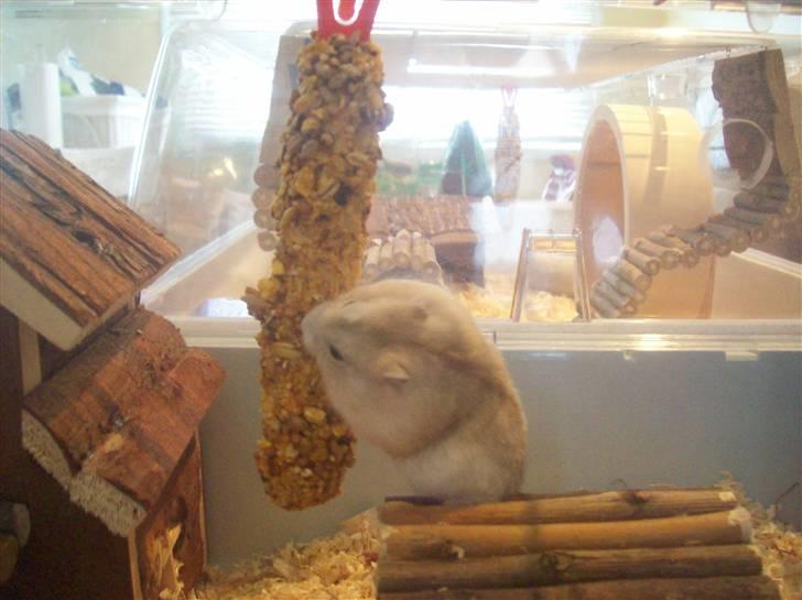 Dværghamster Pelle Prut billede 5