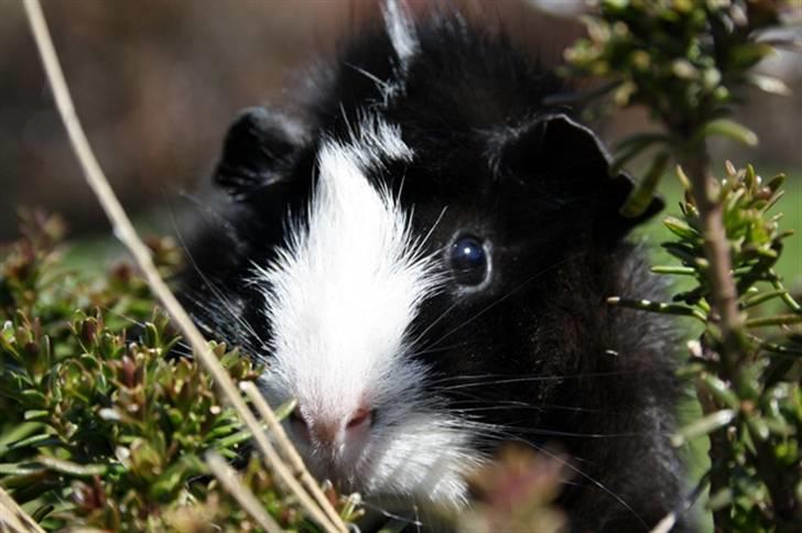 Marsvin Prinsesse Duddi billede 2