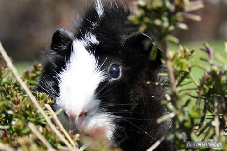 Marsvin Prinsesse Duddi billede 3