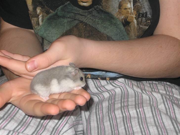 Dværghamster Stitch R.I.P billede 6