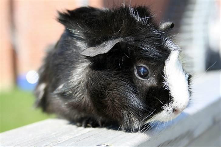 Marsvin Prinsesse Duddi billede 4