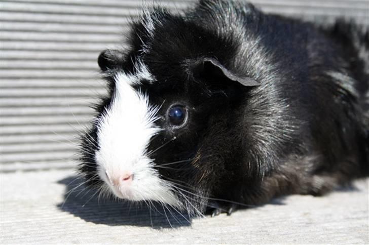 Marsvin Prinsesse Duddi billede 5