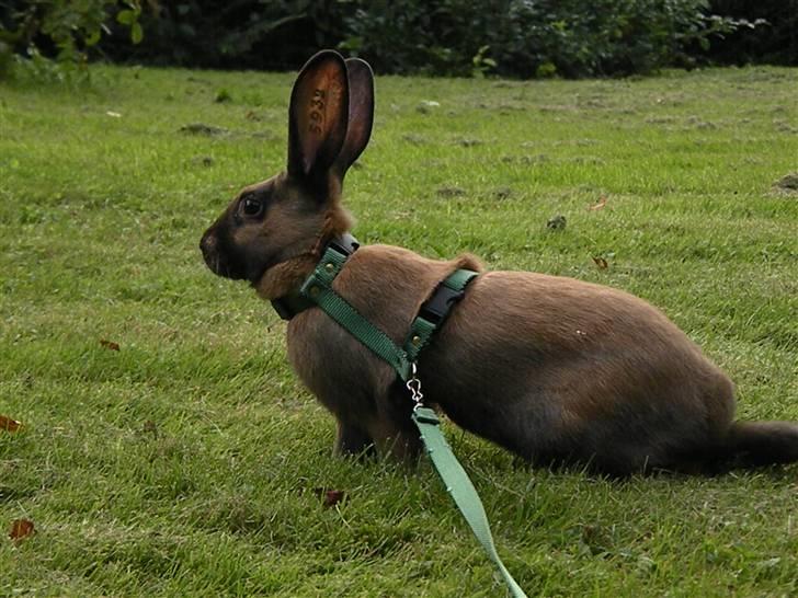 Kanin Gucci billede 3