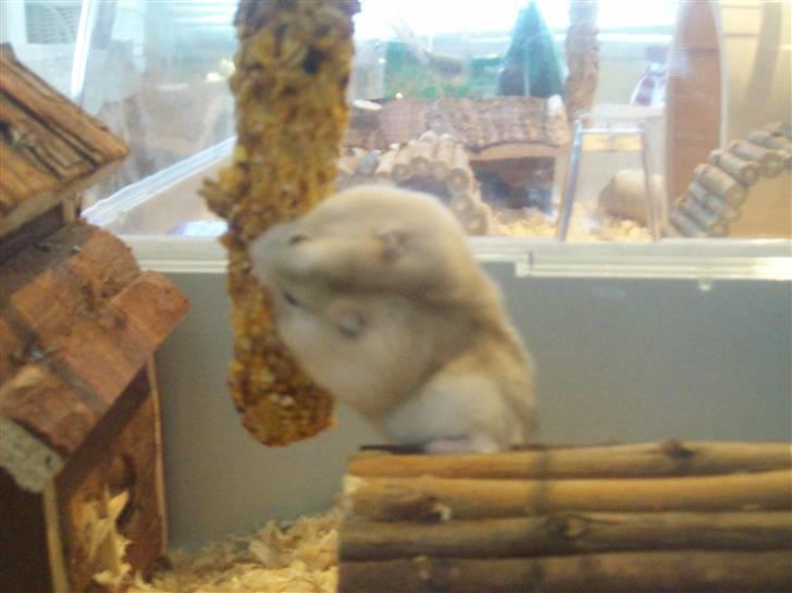 Dværghamster Pelle Prut billede 6