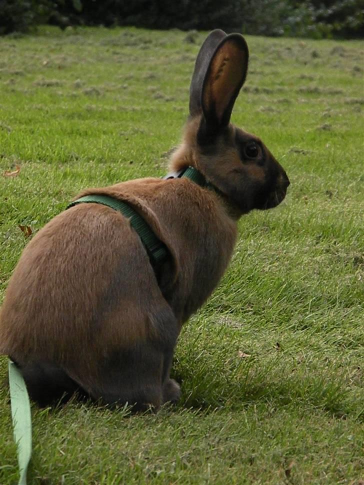 Kanin Gucci billede 4