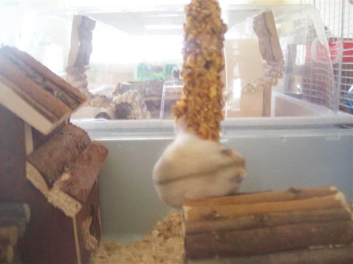 Dværghamster Pelle Prut - Sådan kan man jo osse spise :) billede 7