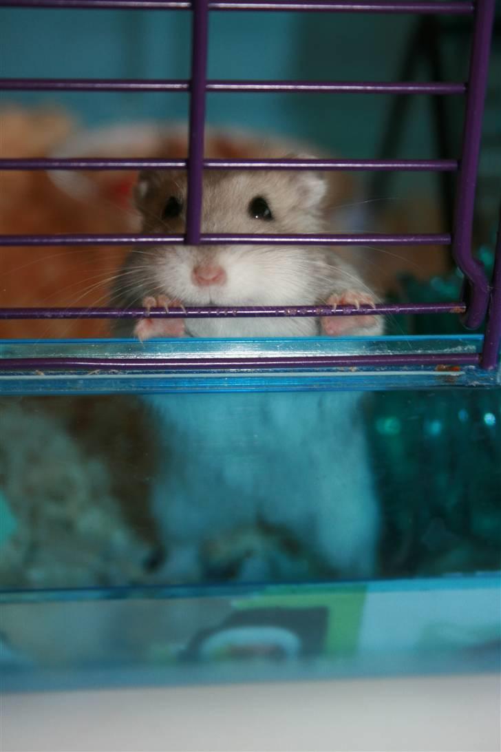 Dværghamster Muddie - givet væk *RIP* billede 1
