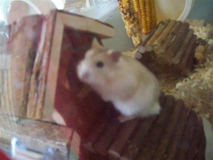 Dværghamster Pelle Prut - Nu vil jeg gå i seng igen.. billede 8