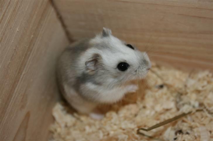 Dværghamster Muddie - givet væk *RIP* billede 2