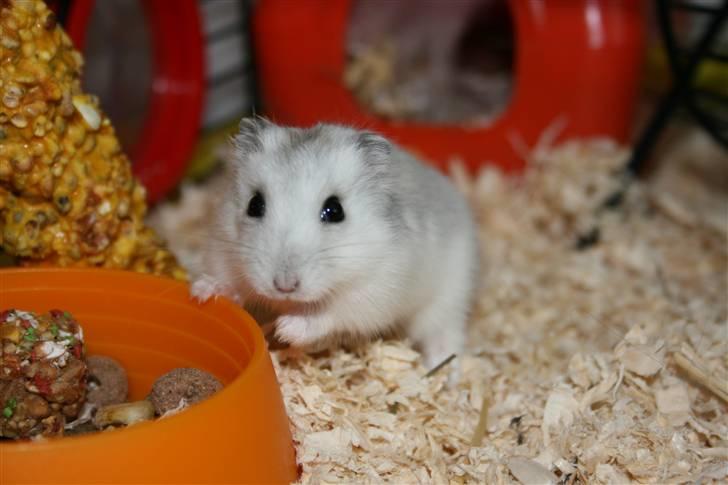 Dværghamster Muddie - givet væk *RIP* - Da prinsessen var lys (: billede 3