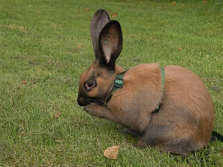 Kanin Gucci billede 5