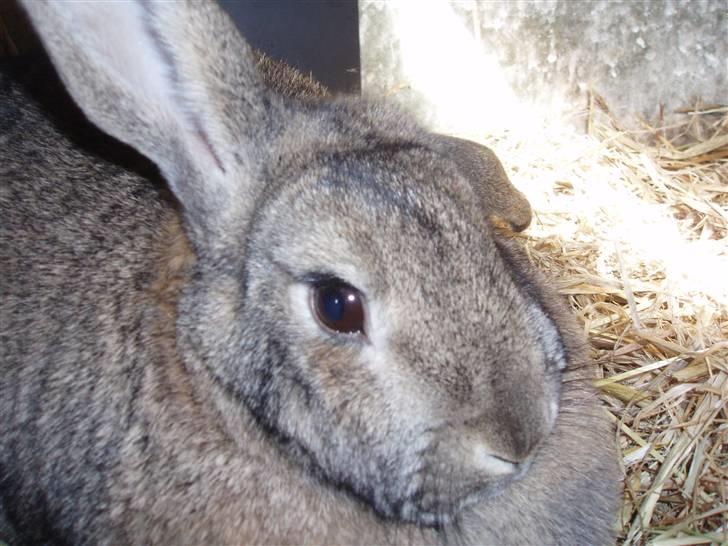 Kanin Ninus billede 11