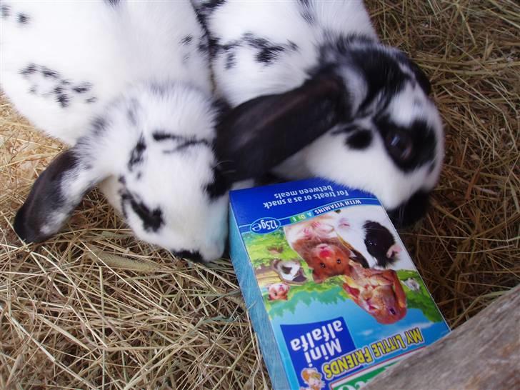 Kanin DV. Nala Cubala - ihhh. hvordan får man de guffer ud ? billede 15