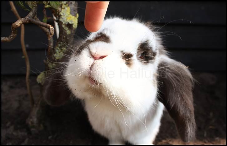 Kanin Bødkergården's Ninus - Nysgerrig? April´11 billede 13