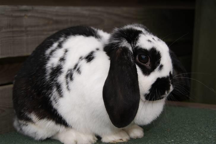 Kanin DV. Nala Cubala - Min sukke hidsige tøzz....MODELBILLED ___ Foto: Sara A (MIG) billede 16