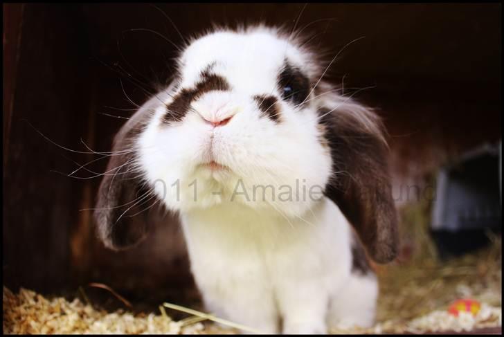 Kanin Bødkergården's Ninus - © Amalie Hallund, April ´11 billede 14