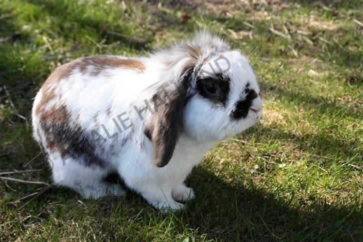 Kanin Bødkergården's Ninus billede 15