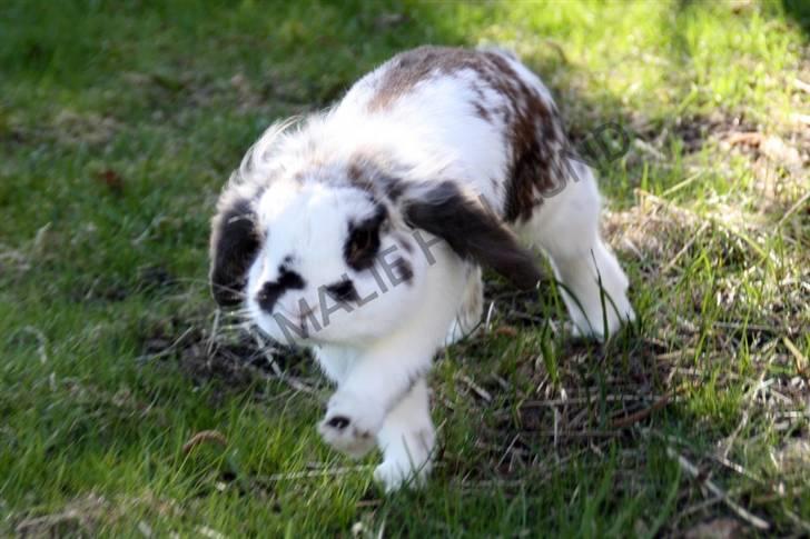 Kanin Bødkergården's Ninus - Run forrest, RUN! billede 16