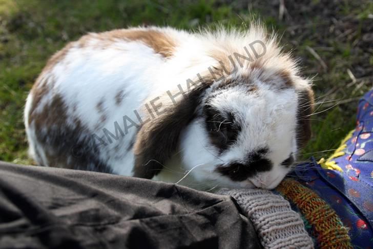 Kanin Bødkergården's Ninus billede 17