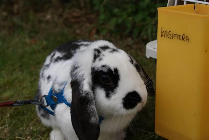 Kanin |DV| Aras´ Kasmira - Hey,,, ? er det ikke min vand dunk ??? der står mit navn på den ??? billede 17