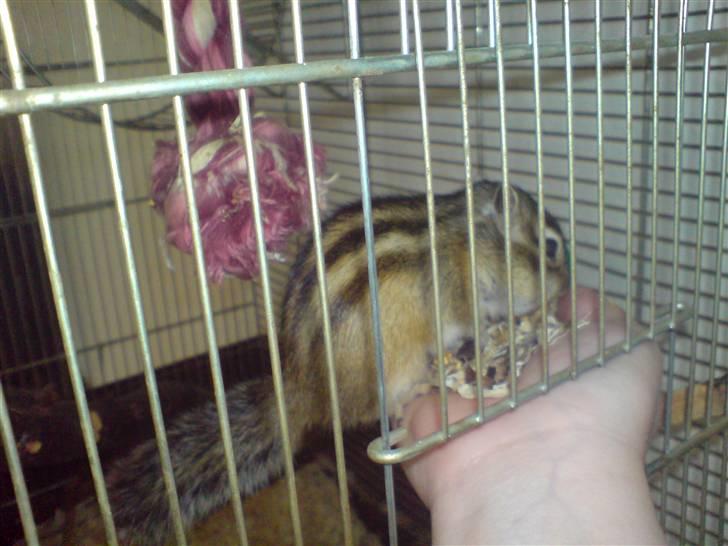 Jordegern Speedy *solgt* billede 5