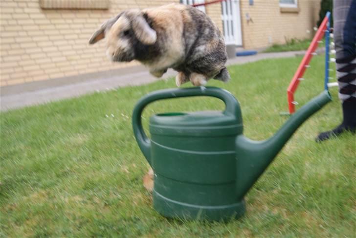 Kanin (DV) Kong Richard I  |Møffe| - Wiiiiiiii!!!!! Har du set magen til sej kanin :b billede 16