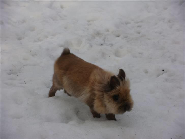 Kanin Leo - Hopsa! (: billede 3