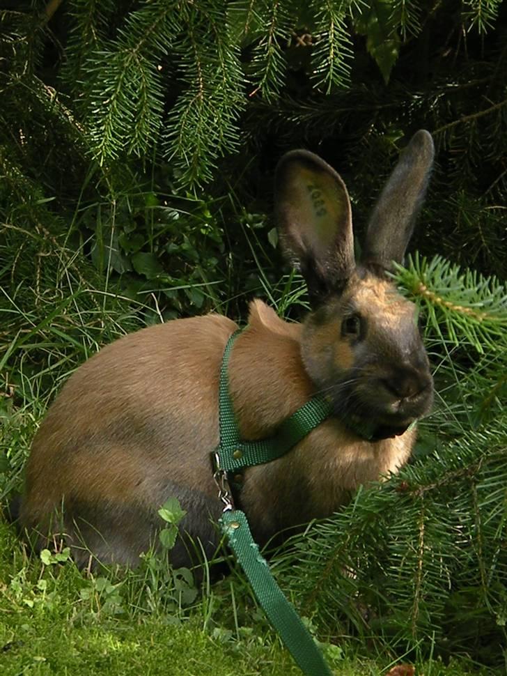 Kanin Gucci billede 6