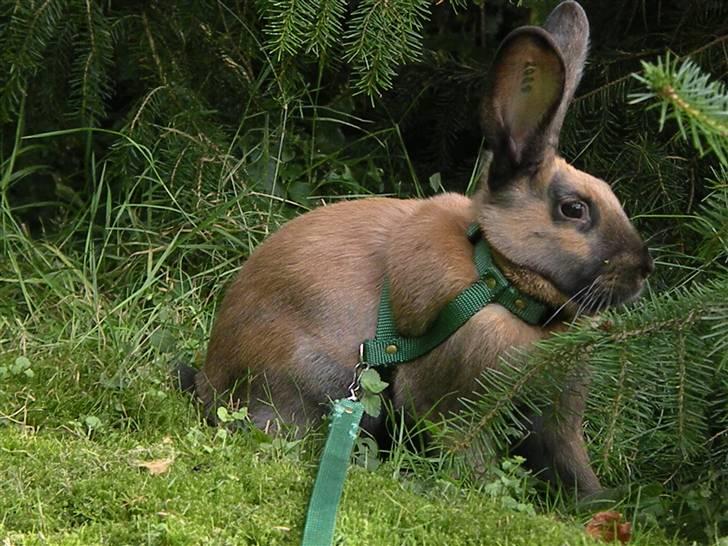 Kanin Gucci billede 7