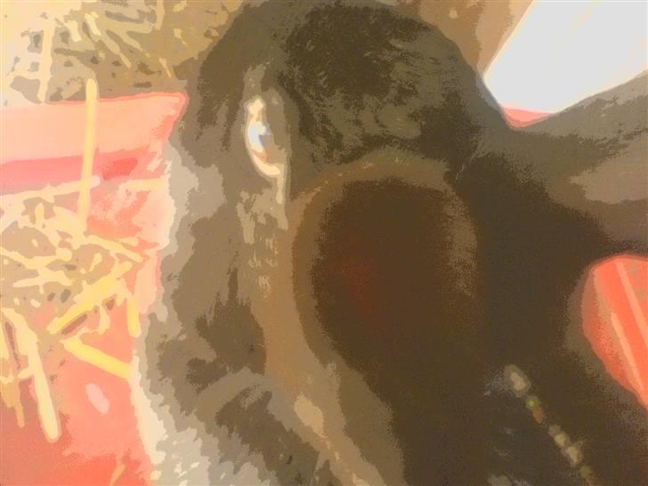 Kanin hr. strit hænge øre billede 1