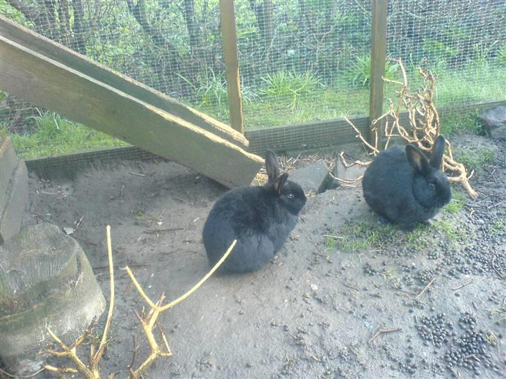 Kanin hr. strit hænge øre billede 2