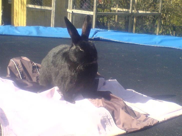 Kanin hr. strit hænge øre billede 3