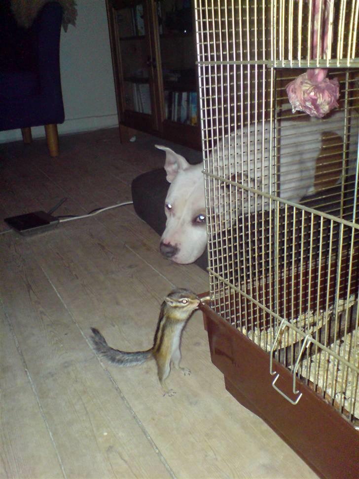 Jordegern Speedy *solgt* billede 6